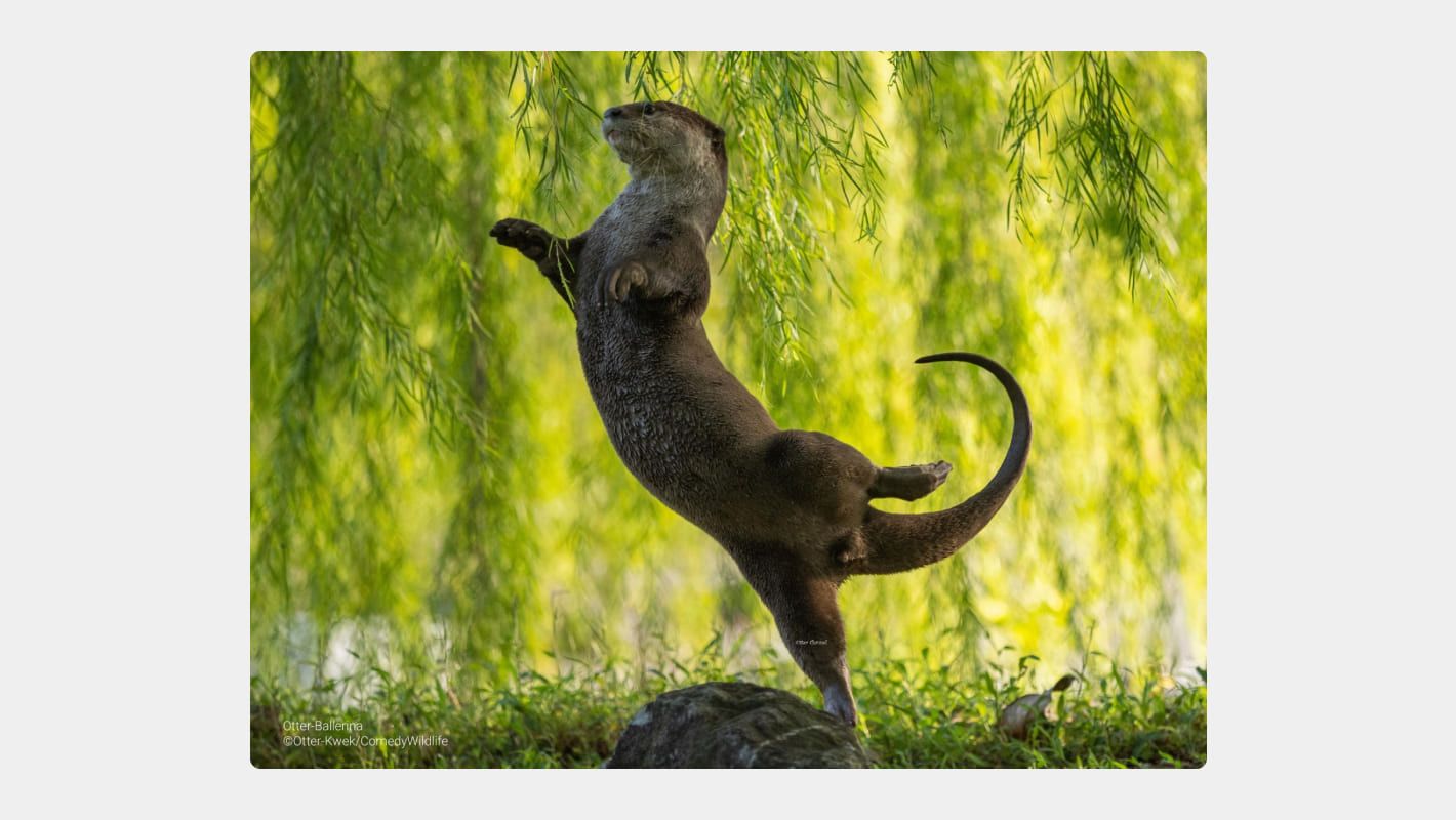 Фотография Оттера Квека Выдра-балерина