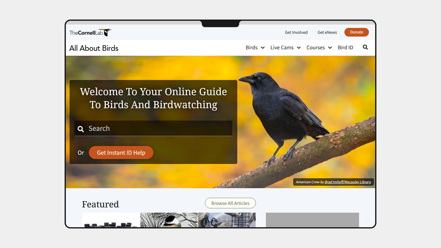 Сайт All About Birds