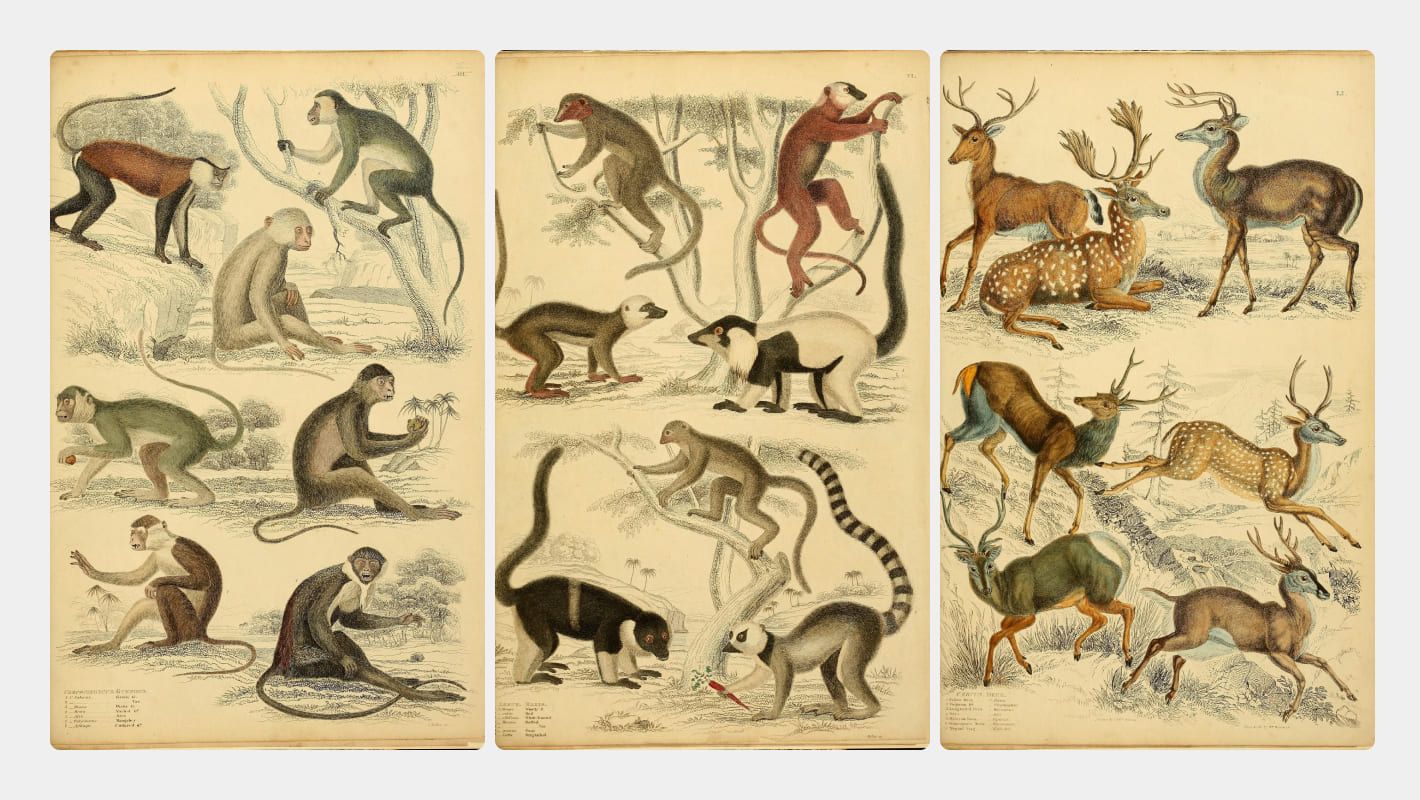 Рисунки сайта Ernst Mayr Library