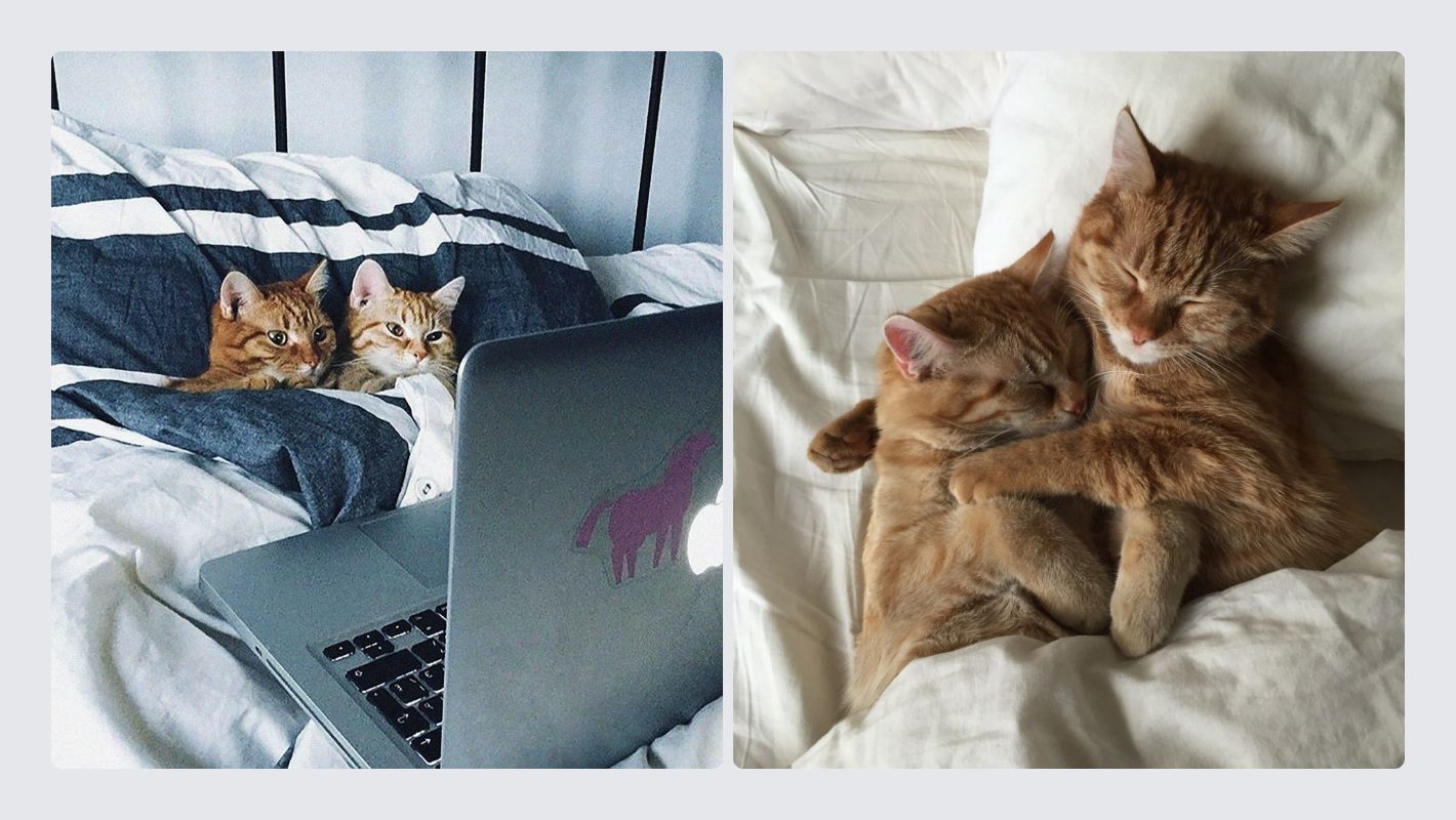 Рыжие коты Ани Гладких